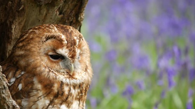 Tawny Owl (Strix aluco) Sitting in Tree Hollow in a Bluebell Wood