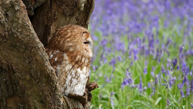Tawny Owl (Strix aluco) Sitting in Tree Hollow in a Bluebell Wood