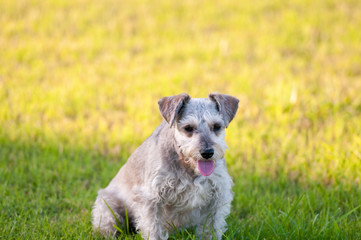 Adorable schnauzer dog sitting in grass.