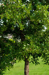 Close up of live oak tree in Texas