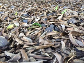 autumn leaves fall to the ground