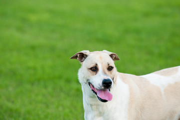 Tan and white dog sticking out tongue with copy space.