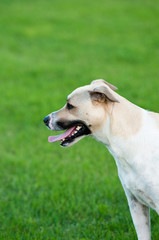 Tan and white dog outdoors with green grass looking sideways.