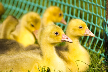 chick geese
