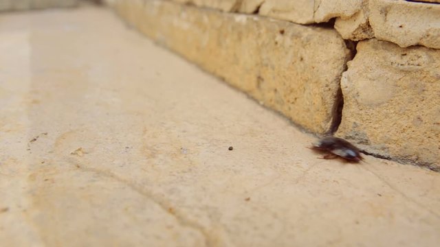 Female desert sand cockroach aka Arenivaga africana moving fast on pavement - slow motion.