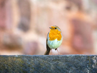 Robin sat on a sandstone wall.
