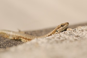 Lizard on the ground