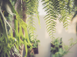 Fern on top, garden background, vintage filter background
