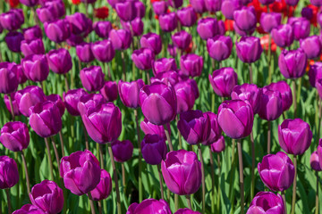 tulips, flower-bed with tulips blossoming in different shapes an