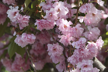 Sakura flowers