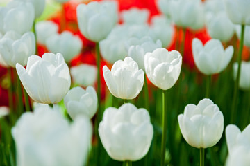 tulips, flower-bed with tulips blossoming in different shapes an