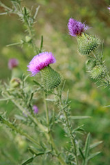 Flowers of arctium lappa, commonly called greater burdock