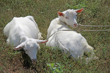 Two young goats lying on the grass