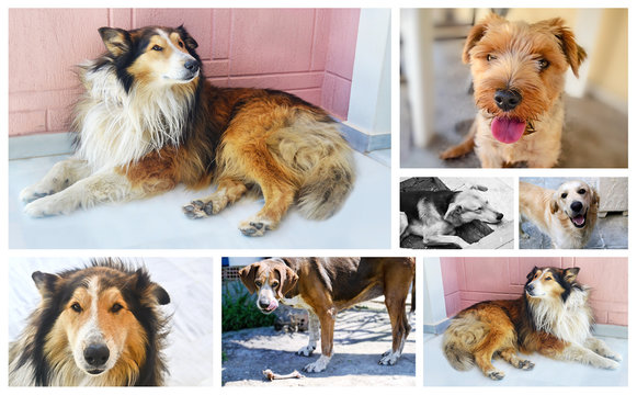 collage with dog photos - dog photos collection