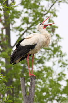 Stork standing on a pillar