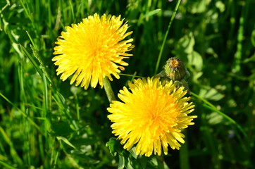 zwei Löwenzahn-Blüten © ela110
