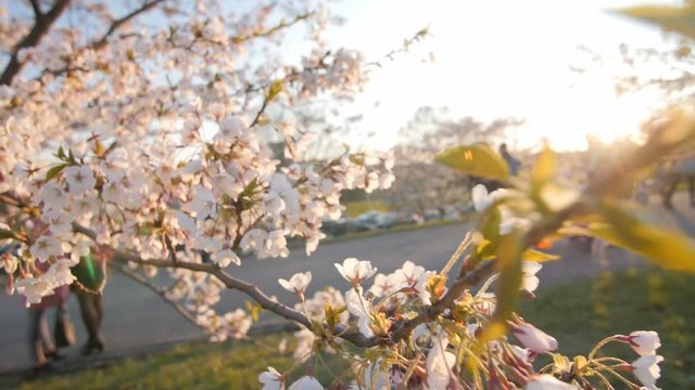 Branch of a blossoming cherry tree with beautiful white flowers. Shallow depth of field. Slow motion camera. People walking in the background.