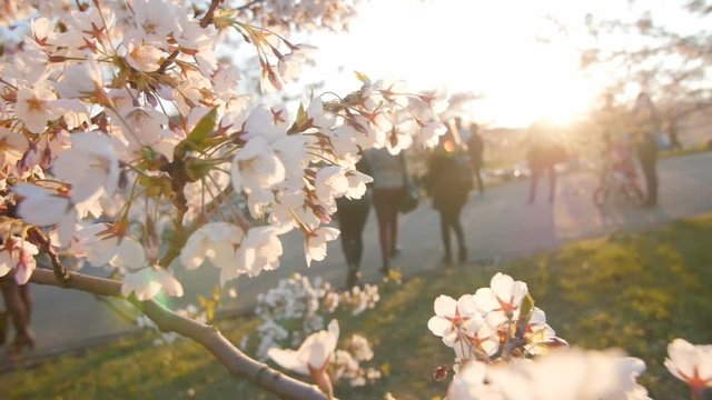 Branch of a blossoming cherry tree. Shallow depth of field. People in the background.