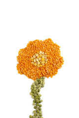 beans forming flower