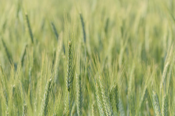 Green unripe barley