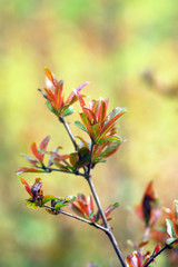 Bright first leaves of pomegranate tree