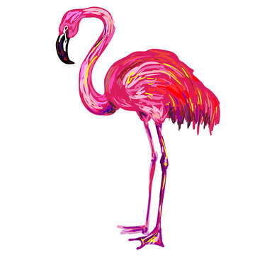 Pink American or Caribbean flamingo exotic bird vector Illustration