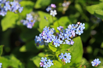 Vergissmeinicht (Myosotis spec.)