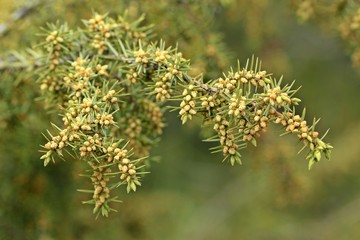 Blühender  männlicher Wacholder (Juniperus communis)