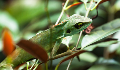 colorful green lizard hidden in tropical green rain forest leaves