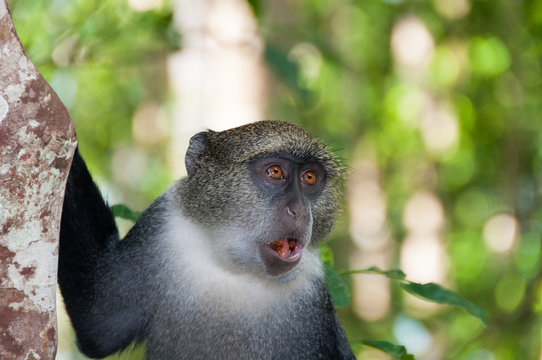 Scimmia grigia di Zanzibar.