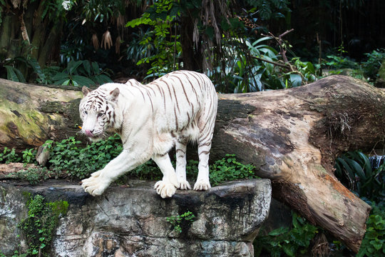 hungry white tiger walking on rock in the jungle  