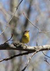 Fototapeta premium Palm Warbler singing during migration