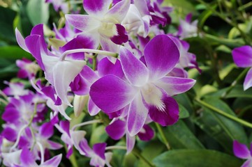 Pink and white Dendrobium orchid flower