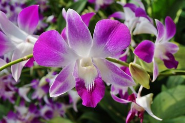 Pink and white Dendrobium orchid flower