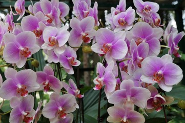 Naklejka na ściany i meble A pink and white phalaenopsis moth orchid flower in bloom