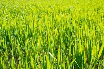 Young sprouts of wheat in a field in spring