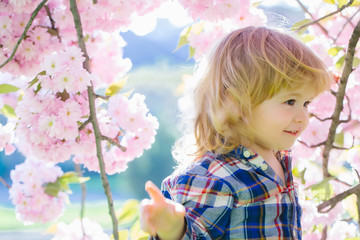 Small boy in blossom