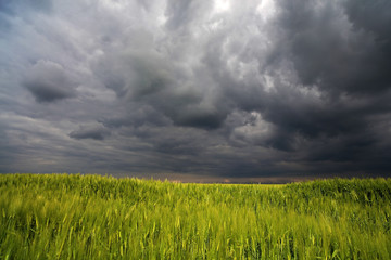 Image of a green wheat field with stormy clouds background
