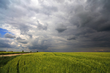 Image of a green wheat field with stormy clouds background