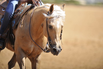 A front view of a rider and horse running ahead