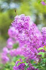 Obraz premium Spring time garden