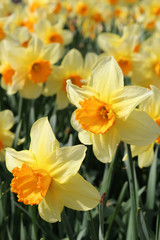 Narzissen 