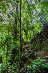 Path in the rainforest, Ecuador west of the Andes, Choco
