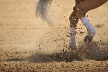 Fragment van de benen van een paard die in het stof rennen