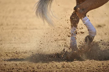 Fotobehang Paardrijden Fragment van de benen van een paard die in het stof rennen