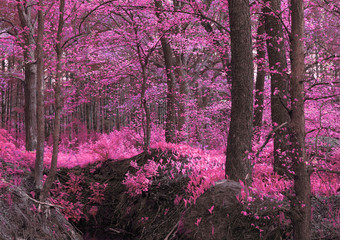 Magic wood pink-purple