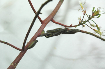 groupe de chenilles sur une plante qu'elles dévorent