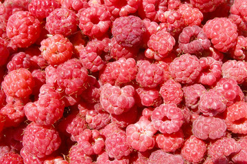 Wild forest raspberry