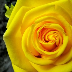 Fototapeta na wymiar Yellow Rose