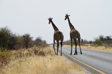 Naklejka na ściany i meble Giraffes, Etosha National Park, Namibia
